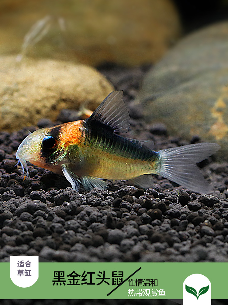 Black gold Red head Gold wing pearl Panda Coffee Elf Rat fish Live South American Benthic rat fish Tank cleaning tool fish