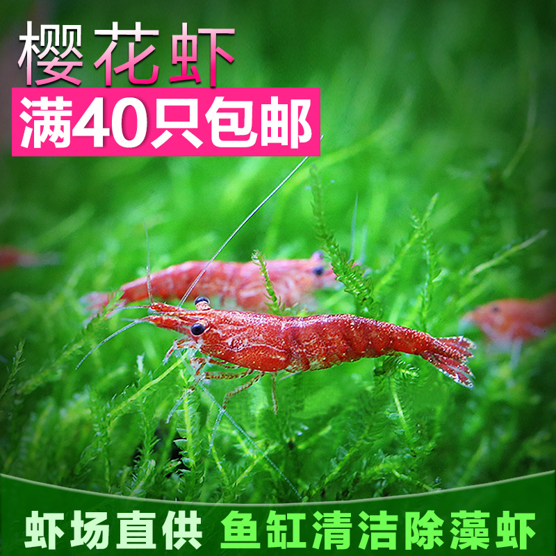 Cherry shrimp, cherry shrimp, aquarium fish tank, algae, shrimp, ornamental shrimp, flame shrimp, live 40 servings