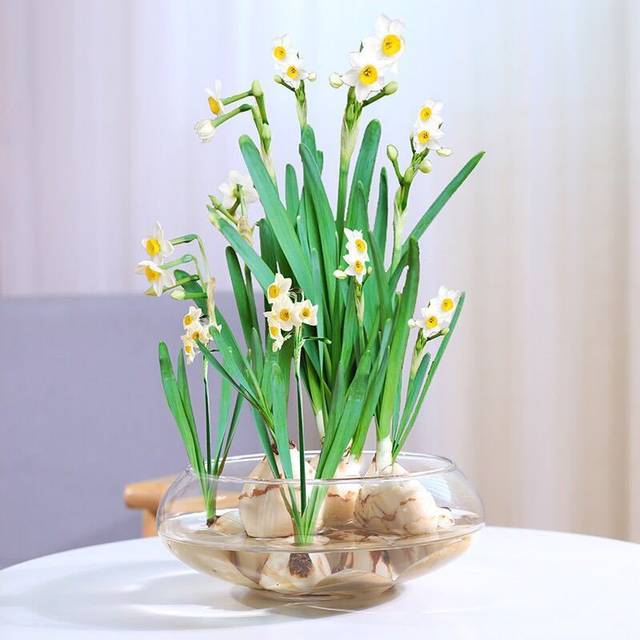 vase ແກ້ວ, ໂຖປັດສະວະ, lotus, ເງິນທອງແດງ, ຫມໍ້ດອກ narcissus, ດອກ hydroponic, ພືດສີຂຽວ, ການປູກນ້ໍາ, ການຕົກແຕ່ງຕາຕະລາງ balcony ຫ້ອງຮັບແຂກ
