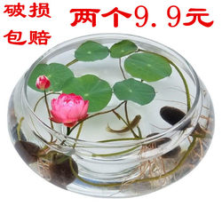 Glass vase, bowl, lotus, copper money, narcissus flower pot, hydroponic flowers, green plants grown in water, living room balcony table decorations