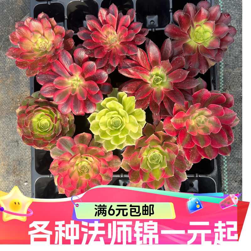 法師錦- Top 100件法師錦- 2026年6月更新- 淘寶Taobao｜天貓Tmall