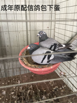  Live pigeons A pair of original carrier pigeons meat pigeons ornamental pigeons racing pigeons white feather King pigeons young pigeons laying eggs breeding pigeons