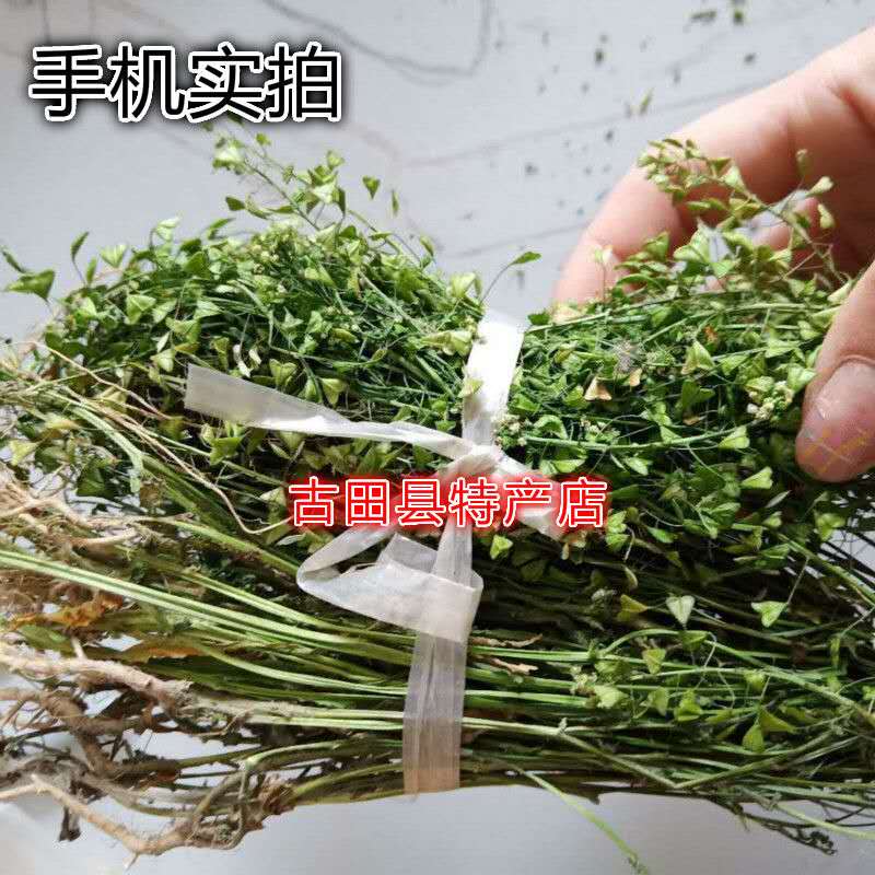 Natural Chestnuts Vegetable Ground Vegetable chestnuts Chestnut Vegetable Triangle Grass chamberlino Chestnut Care Raw Grass Dry Goods 500g