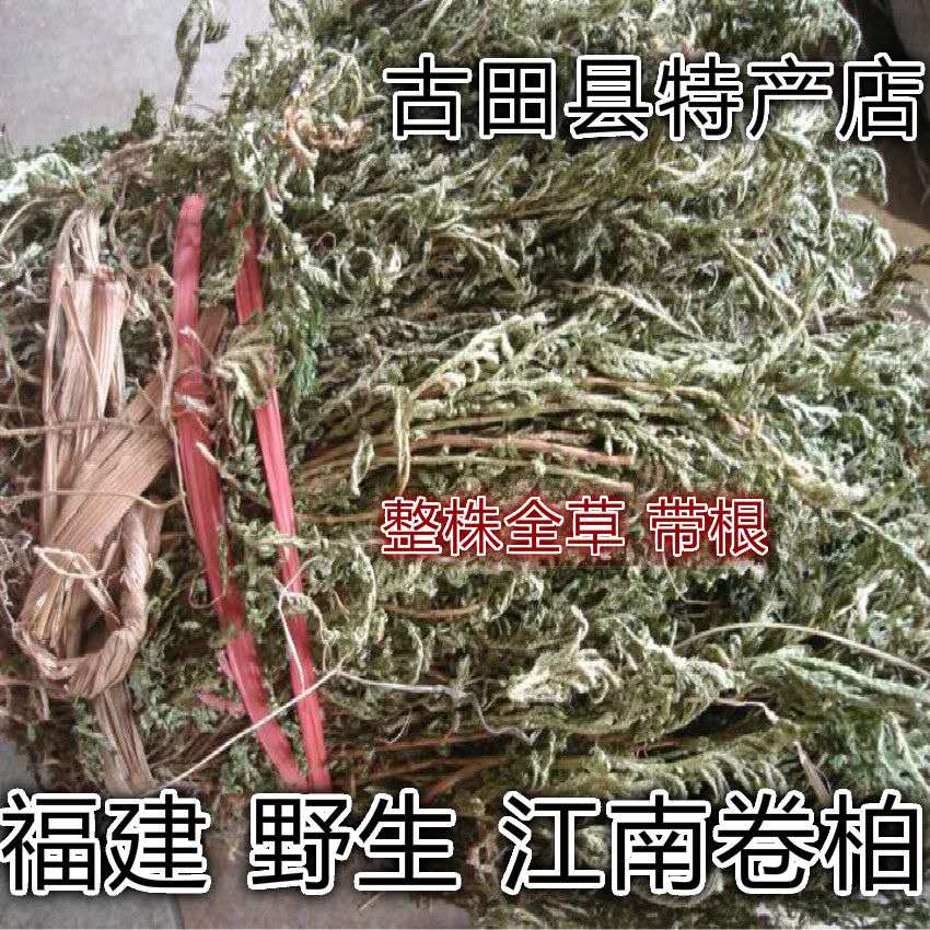 Fujian wild Jiangnan roll cypress stone Cypress rock cypress grass yellow bile roll Cypress nine dead soul grass dry goods 500 grams