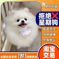 Teacup Dog Pomeranian Junsuke Live Puppy Purebred Pekingese Kennel Cute Mini Small Dog Pet