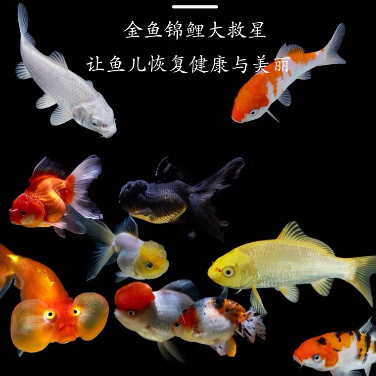 鱼郎中金鱼红草锦鲤鱼烂鳃烂尾烂肉充血出血歪缸水霉细菌病大救星