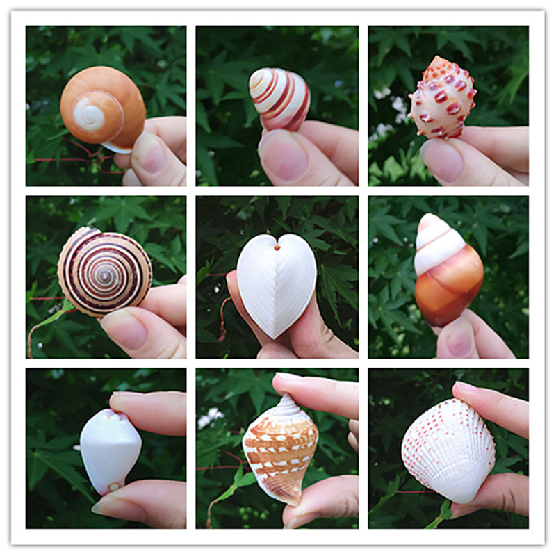 Rare Pocket Specimen Small Sea Snail Shells Home Micro Landscape Decoration Handmade Class Materials Ground Floor Wall Stickup Wish Bottle