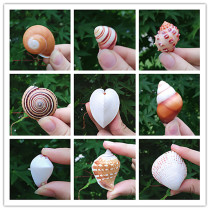 Rare pocket specimen Small conch shell Home micro landscape decoration Handmade class material Floor wall sticker wishing bottle