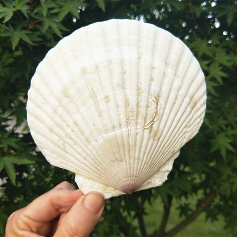 Big white scallop barbecue painting floor wall stickers Children's graffiti dig handmade natural colorful natural shell conch