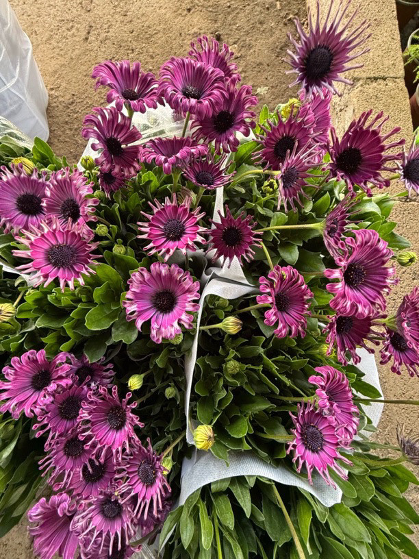 菊花茶哪个品种最好？绝绝子攻略来了，拯救你的选择困难症！