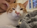 一只猫饺饺