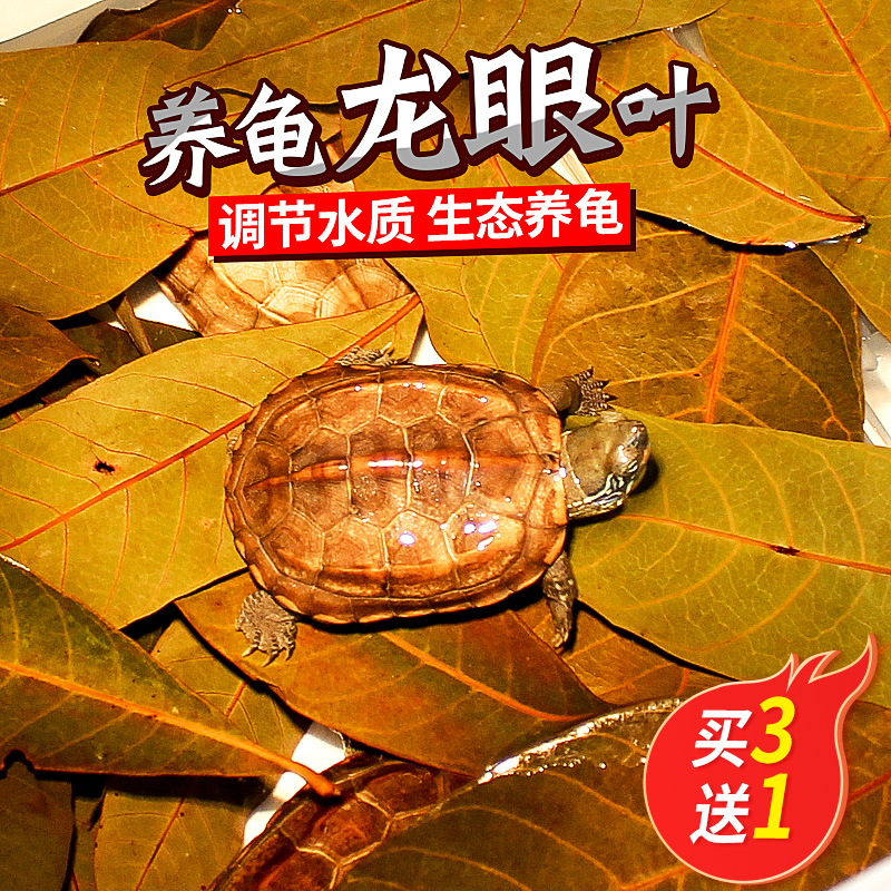 Dragon eye leaf adoptive tortoise imitation original eco-regulation water quality tortoise cylinder build-up rotten leather rot chia environment air-dry green dragon eye leaves