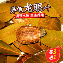 Dragon-eyed turtle imitating the ecological regulation of water quality turtle tank making scenery rotten cornial environment dry green dragon-eye leaves