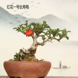 Красный цветок № 1, слива долголетия, бегония в форме тунцзигун, небольшой материал для микробонсай, цветы во дворе на балконе