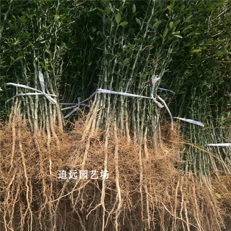 枳壳苗和枸橘苗有什么区别？它们如何成为柑橘嫁接的理想砧木？-观叶-淘宝百科网