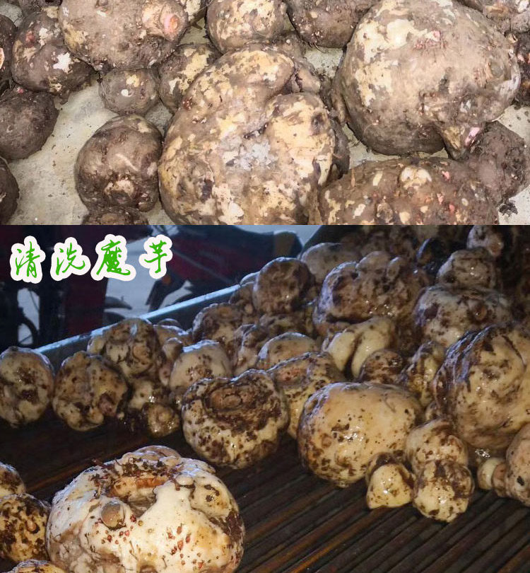 6 сумки волшебных челюстей в национальном дне _05.jpg