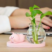 Свинья-туа подбородок