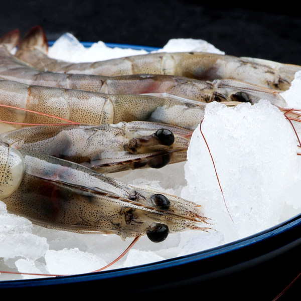 金益康 青岛海捕鲜冻青虾 4斤 天猫优惠券折后￥99顺丰包邮（￥129-30）