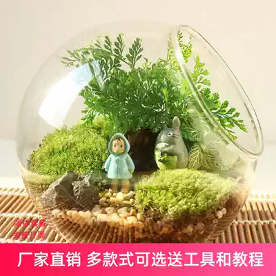 Micro landscape bevel glass vase Moss fleshy DIY eco bottle home desk green plant decoration ornaments