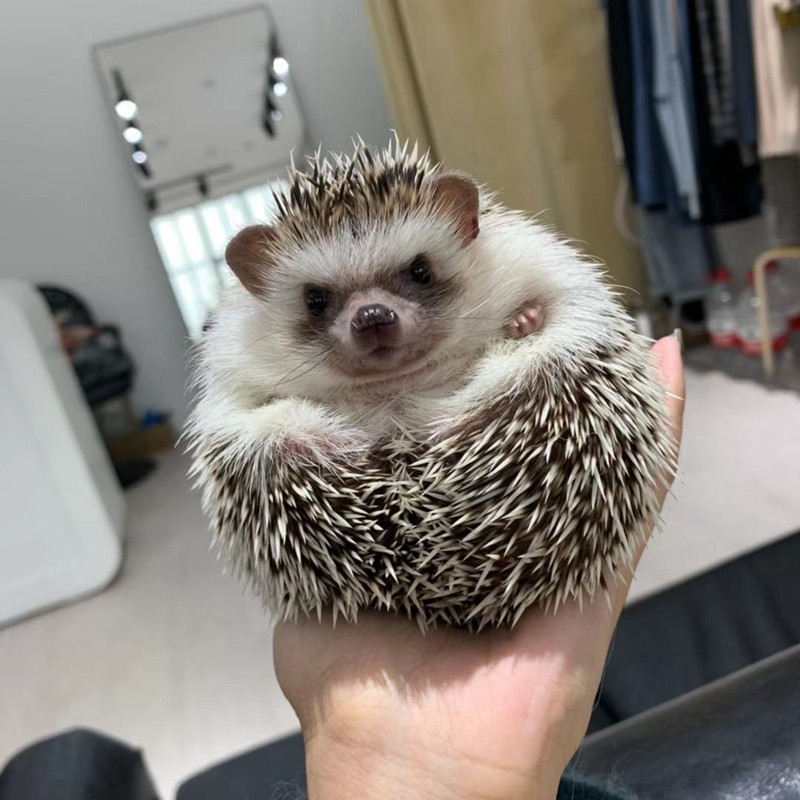 Home-bred purebred African miniature hedgehog cute pet net red small pet baby package live healthy purebred