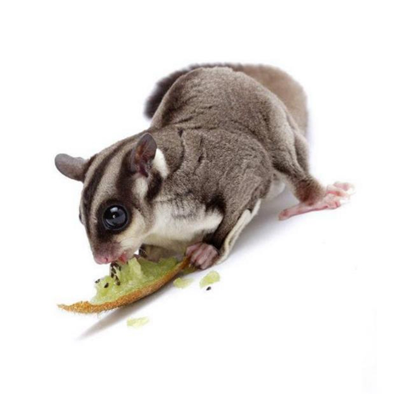 [USD 252.50] Honey bag baby live honey kangaroo exotic honey bag cub