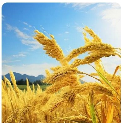 金庆农研