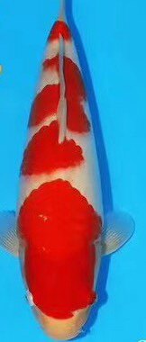 锦鲤之家水族馆的LOGO