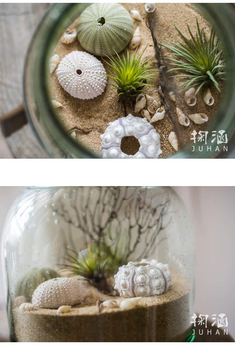 涵 Vỏ nhím biển tự nhiên trang trí thiết kế trang trí không gian sáng tạo trưng bày nghệ thuật sứa dứa phòng ngủ đẹp cho nữ