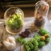 软 Nắp thủy tinh Cork Trang trí trang trí micro cảnh hoa khô mẫu búp bê búp bê chai quà tặng DIY