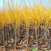 Project Greening Seedlings Grafting of Sophora japonica Seedlings