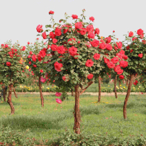 Tree-shaped rose stump-shaped rose tree-shaped rose tree-shaped grafted rose large-flowered rose seedlings rose seedlings rose trees