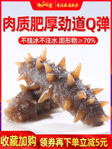 Yuqitang sea cucumber ready-to-eat Dalian single 500g sea fast food wild Liaoning fast-hair seepage water fresh live