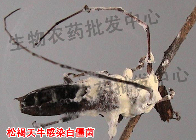 白僵菌 球孢白僵菌 林业生物 松树速生桉防 生物菌剂 1000g-阿里巴巴