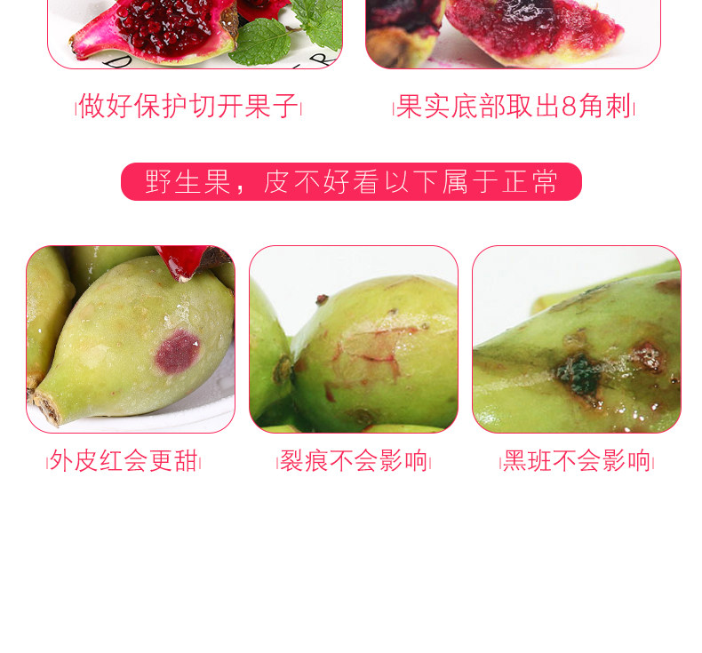 Fairy Palm Fruit_13.jpg