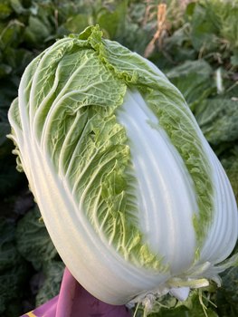 Xiangyang chinese cabbage freshly grown in the open air and packed in pounds with free shipping