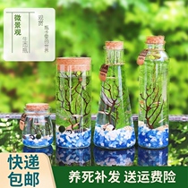 Ornamental fish ecological bottle micro-landscape free water change diy aquarium Office desktop creative landscaping Betta glass tank