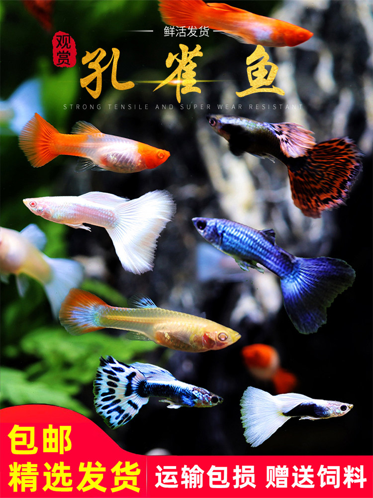 Guppy live anchovies freshwater pet live dress small tropical ornamental fish purebred guppy viviparous fish