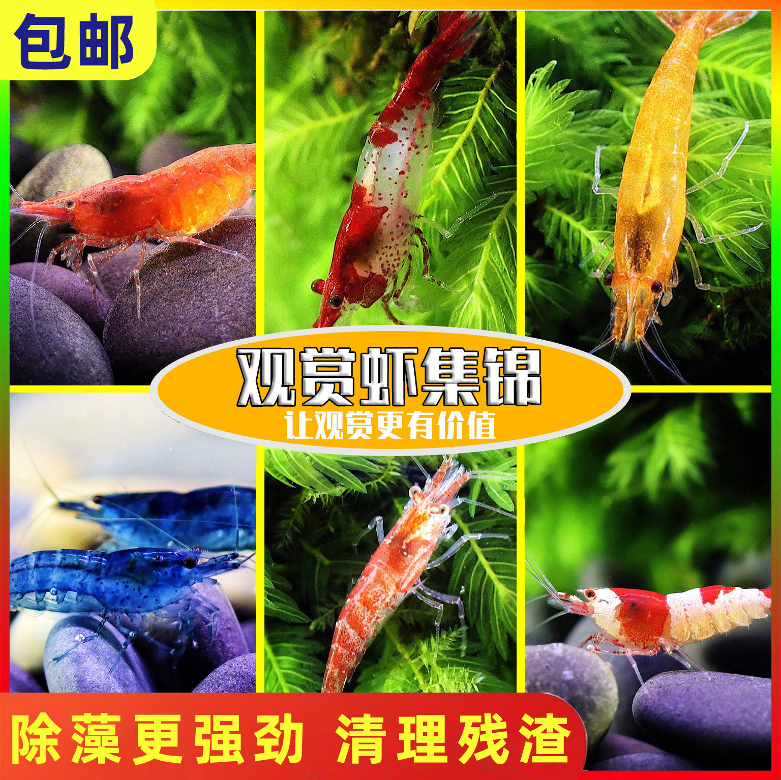 Black shell shrimp grass tank algae removal live tool shrimp ornamental shrimp pet shrimp feed shrimp live aquarium cleaning shrimp