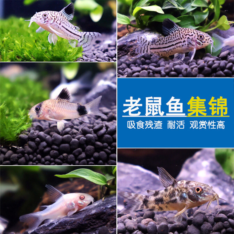 Scavenger bottom-dwelling garbage fish white rat pepper rat pearl rat fish tool fish ornamental tropical pet fish live