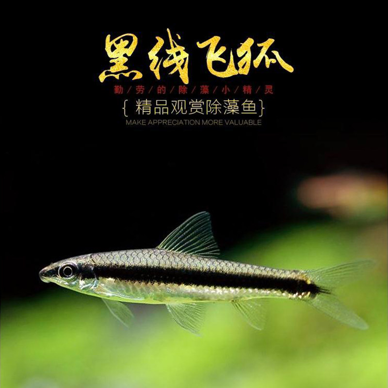 Black-line flying fox First-line flying fox water grass tank removal of black hair algae removal of moss powerful algae removal king tool fish tropical live