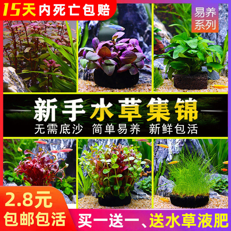 Fish tank rear view living water plants Freshwater lazy artificial landscape Red wave big leaf nine crowns Green court Tuo grass easy to live