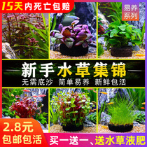  Fish tank rear view living water plants Freshwater lazy artificial landscape Red wave big leaf nine crowns green court tuo grass easy to live
