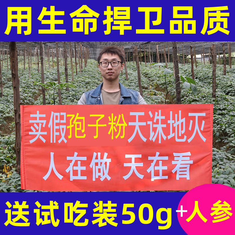 (500g new powder) Changbai Mountain Ganoderma lucidum spore powder super official flagship store wild forest wall-breaking robe powder