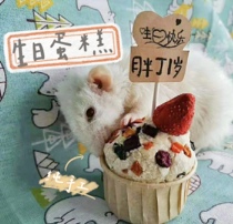 Little pet birthday party cake Flower Branch hamster squirrel ChinChin nibbling teeth handmade snack fruit freeze-dried