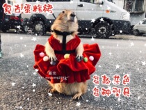 Squirrel clothes black-tailed marmot clothes chinchop kitten puppy clothes High Texture cake skirt photo top