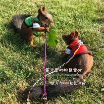 Original design squirrel Chinchin and other different pet features double-headed traction rope out of traction without winding squirrel supplies