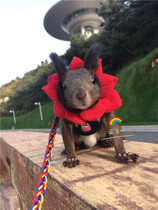 Squirrel clothes squirrel supplies series colorful sleeveless small clothes keep warm and cute (Xiangyang flower)