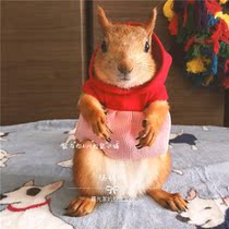 Demon King Snow Squirrel Cute Little Clothes Little Red Riding Hood Fake Sleeve Convenience Autumn and Winter Squirrel Small Clothes Photo Selling cute