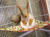 (Rat and you) squirrel ChinChin Flower Branch jump blanket does not occupy the ground super practical triangle jump blanket practical hammock