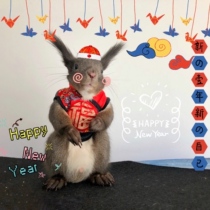 (Rat and you) Demon King Snow Black-tailed Groundhog Clothes Chinese New Year Tang Dress Happy New Year Celebration Cute Clothes